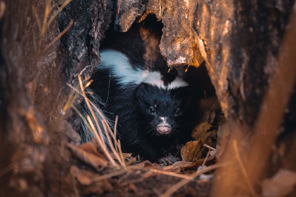 A striped skunk peeking out from a dark hollow opening beneath a tree stump or den surrounded by dry leaves.