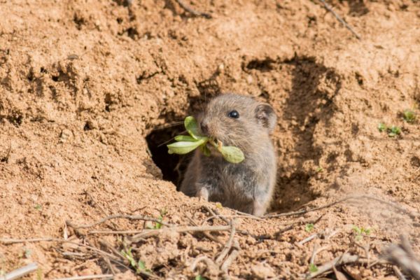 A small grey vole emerging from its underground dirt burrow holding green leaves in its mouth.