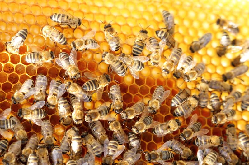 honey-bee-hive