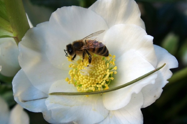 honey bee resting on a white flower