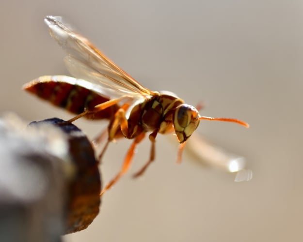 hornets_honey
