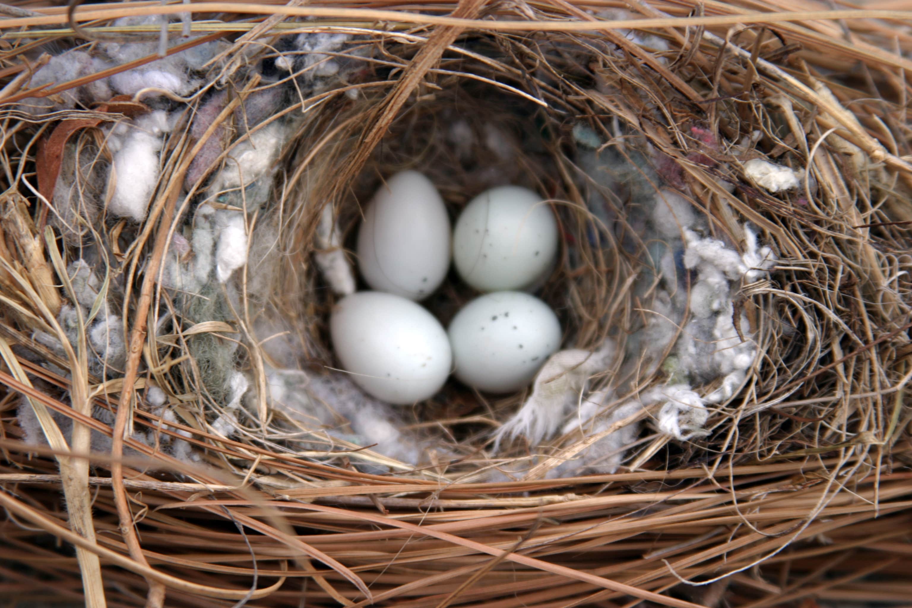 What Do House Sparrows Nests Eggs Look Like Terminix What Do House Sparrows Nests Eggs Look Like Terminix