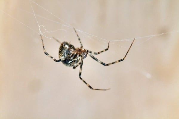 Common house spider