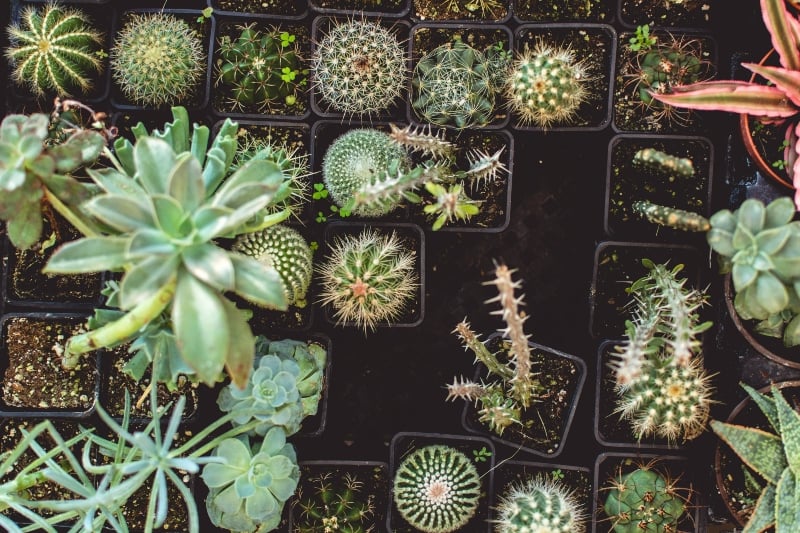Top view of various house plants in pots