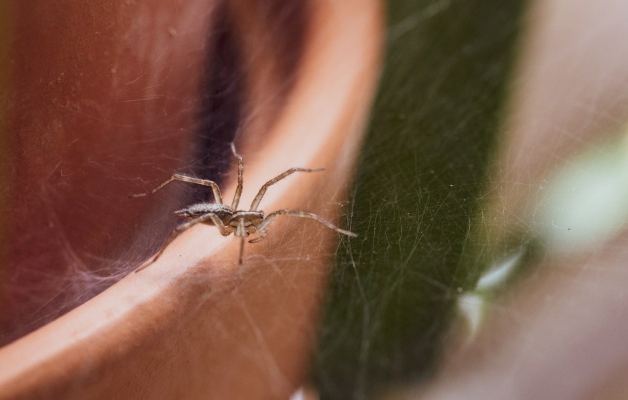 spider on a web