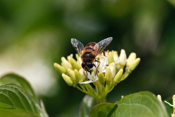 japanese honey bee