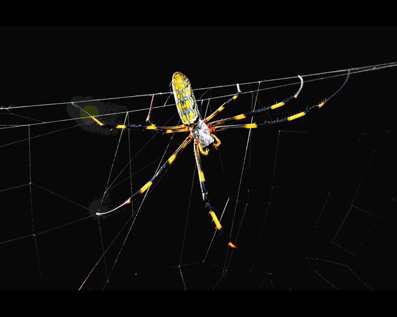 joro spider