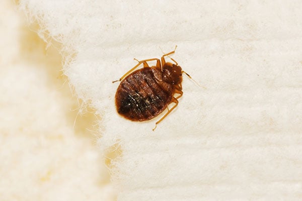 bed-bugs