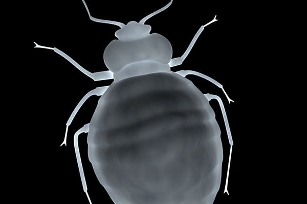 bed-bugs-or-fleas