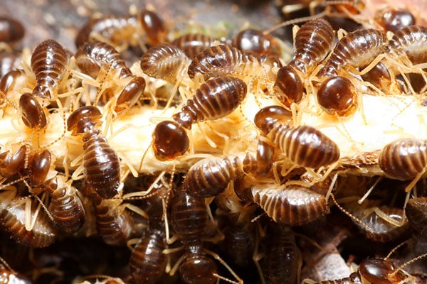 termite-infestations