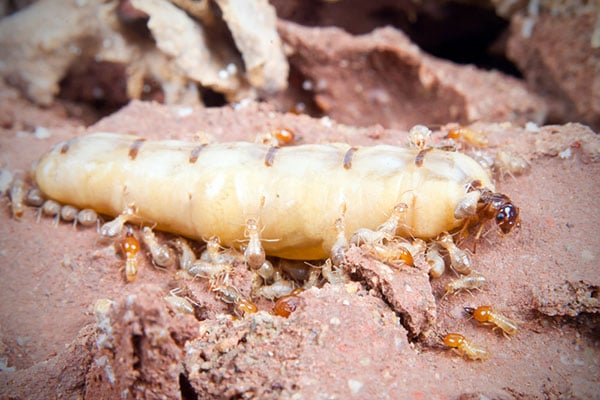 termite-queen