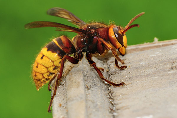 Yellow Jacket Hornets, Bee and Hornet Identification
