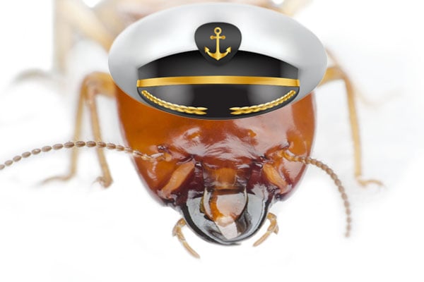 termites-infest-boats