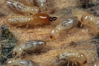 many termites