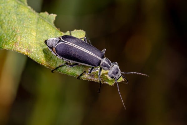 termite-mud-tubes
