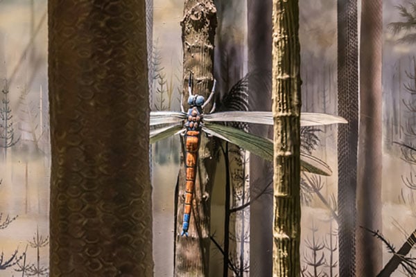 meganeuropsis perminana