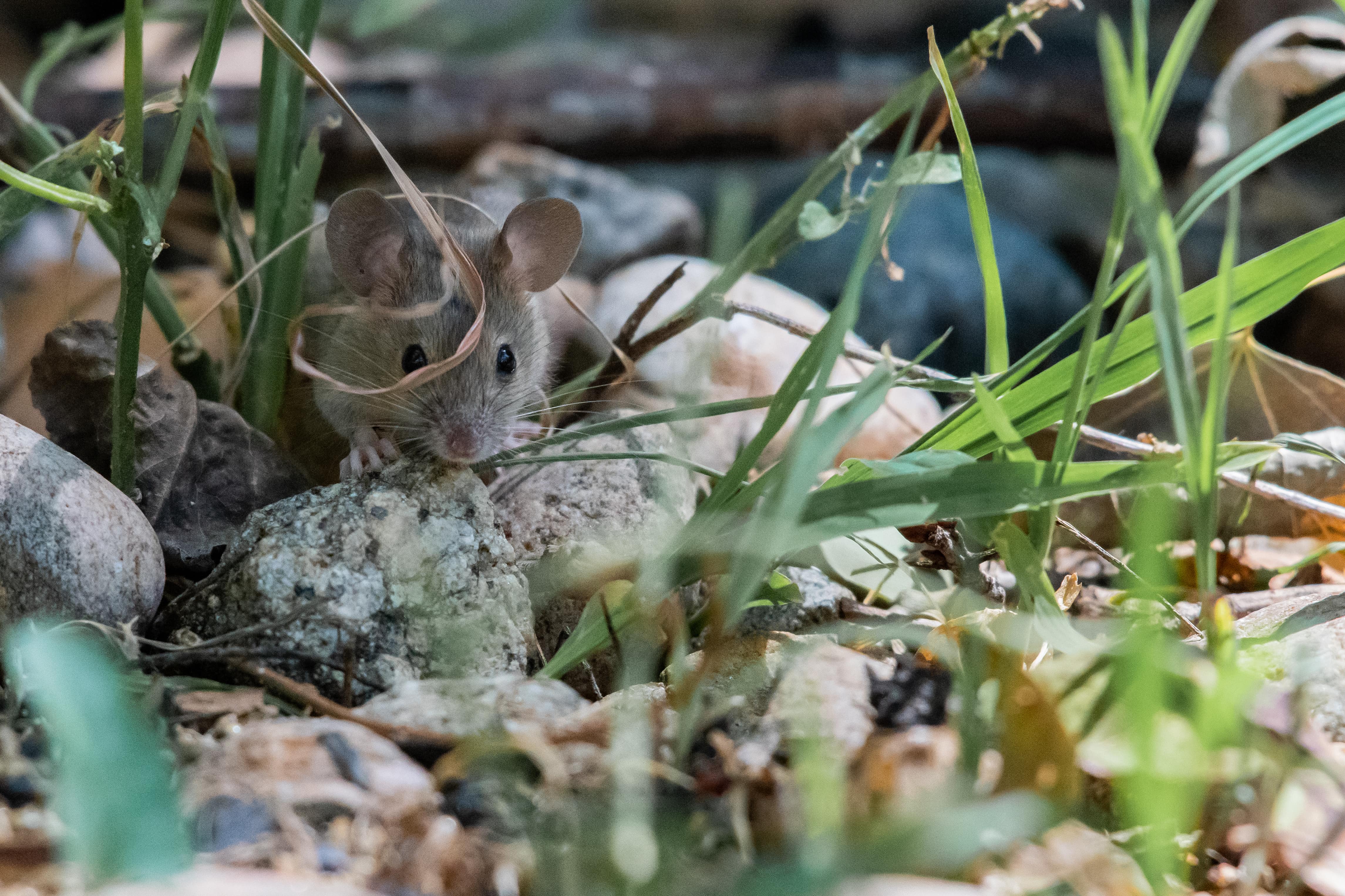 How To Get Rid Of Mice In Your Yard
