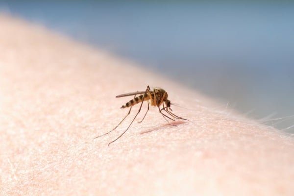 mosquito biting skin