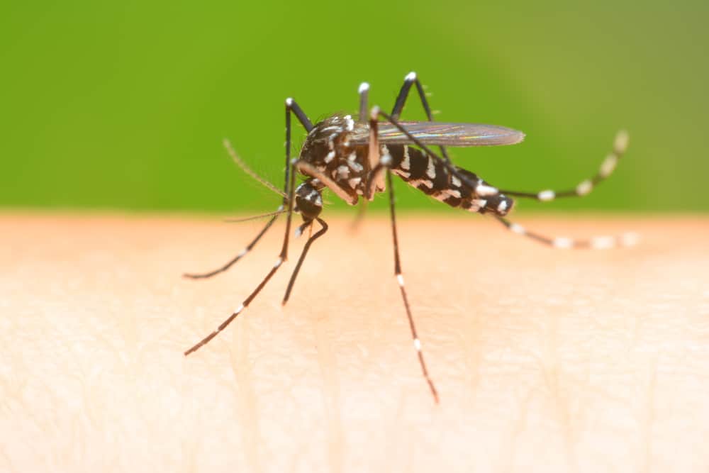 mosquito diseases