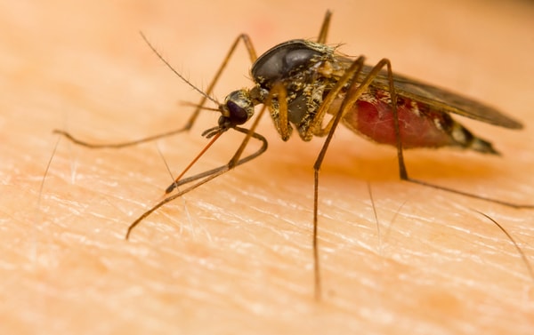 Mosquito feeding on skin