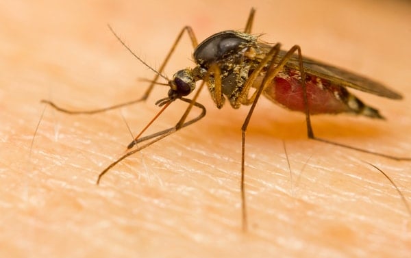 Mosquito feeding on skin