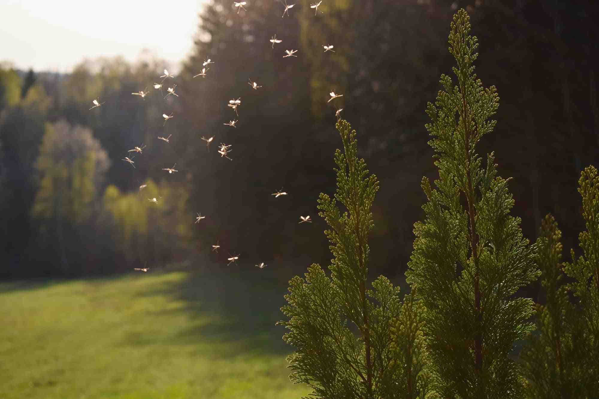 a swarm of mosquitos flying