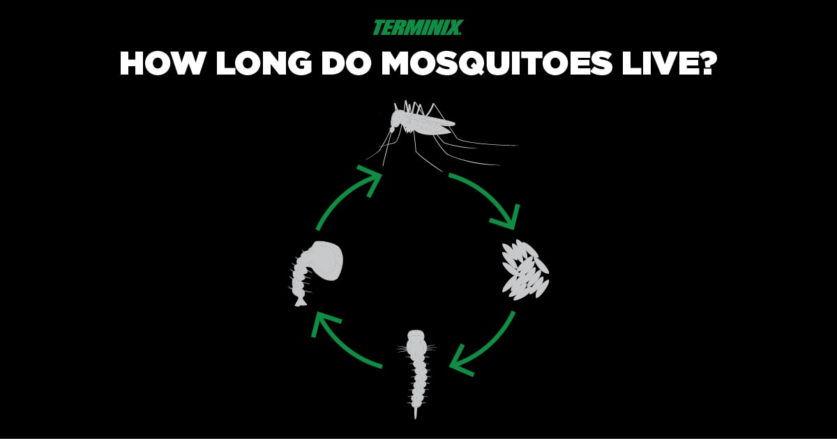 how long do mosquitoes live