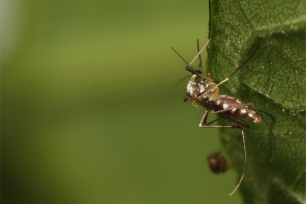 mosquito on plant
