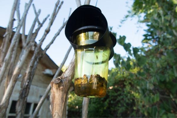 diy mosquito trap hanging on a tree