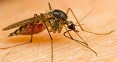 mosquito