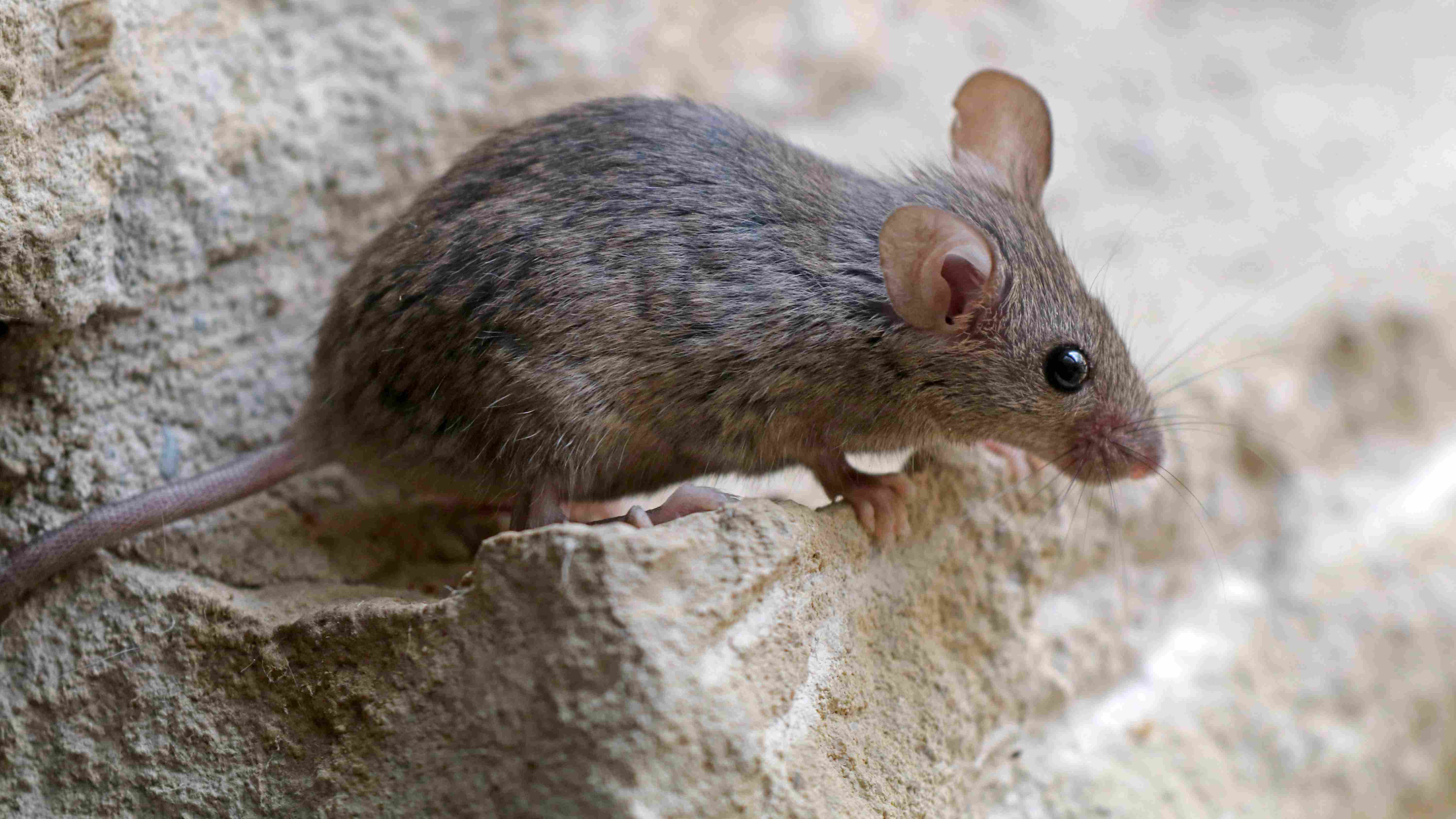 House Mice Identification Habitat Control House Mice Identification Habitat Control