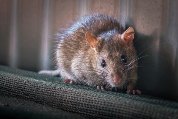 mouse against wall