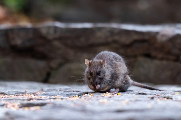 mouse eating