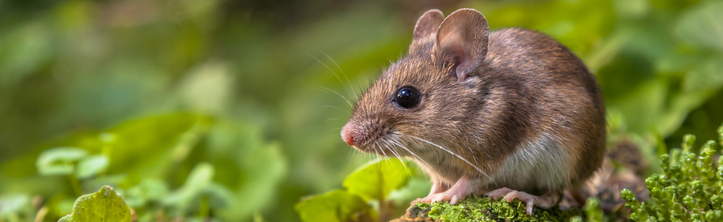 mouse in grass