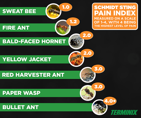 Insect Pain Scale Schmidt Sting Pain Index Terminix Insect Pain Scale Schmidt Sting Pain Index Terminix