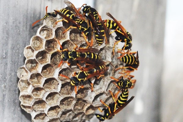 paper wasp nest on wood