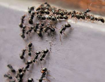 Ants