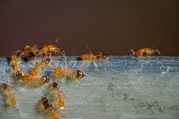 pharaoh ant tmx