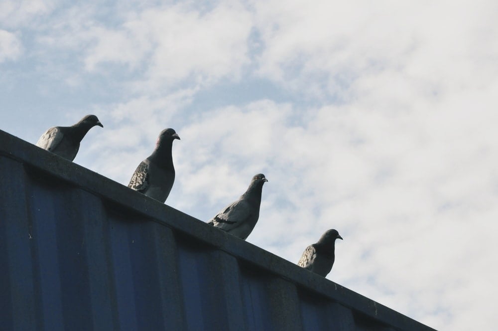 pigeons-on-building