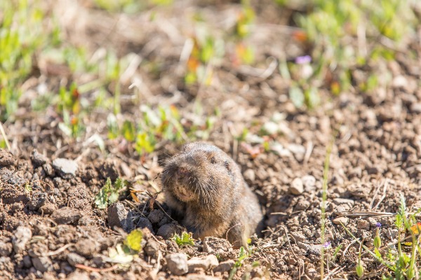 pocket gopher in ground