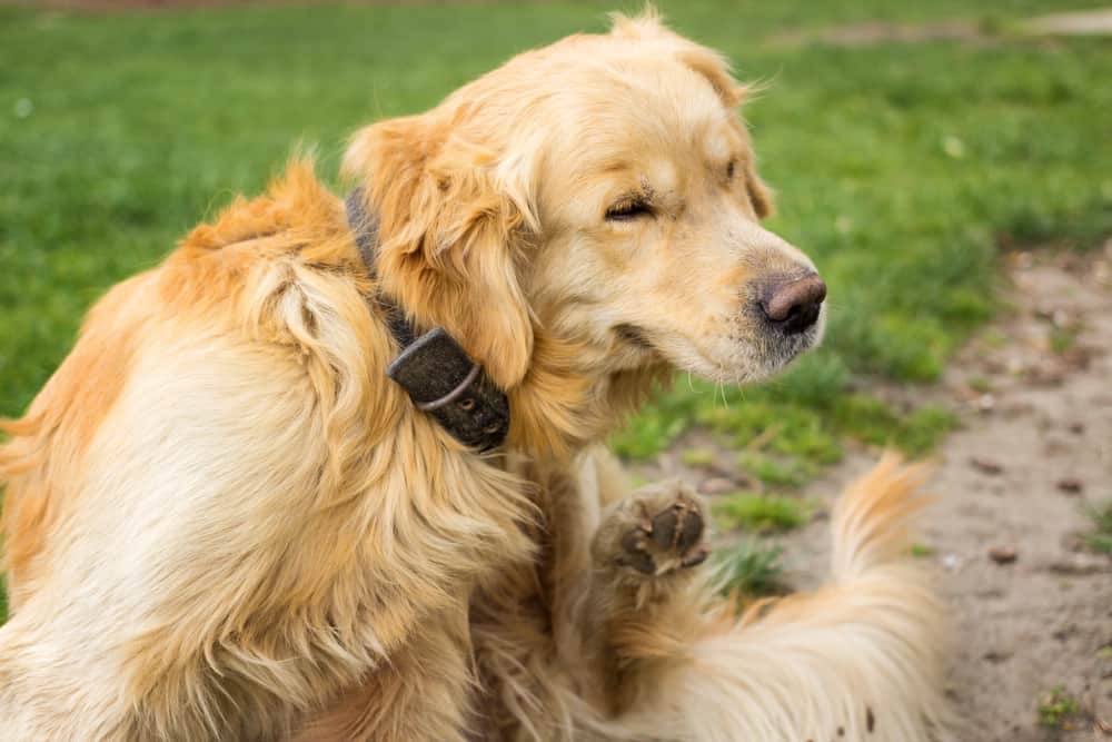 protect-tenants-from-fleas