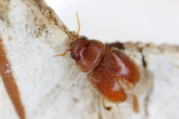 red beetle on a rock