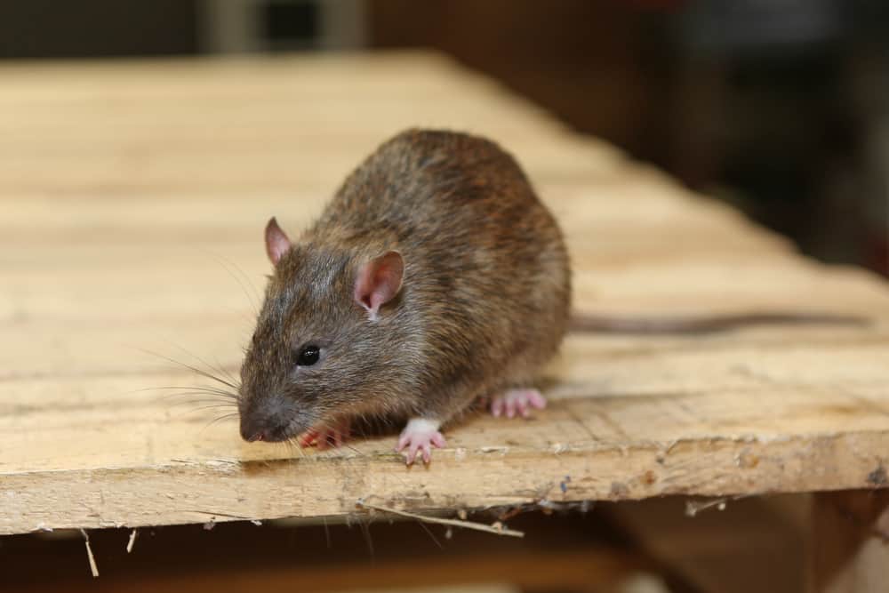 rodent removal