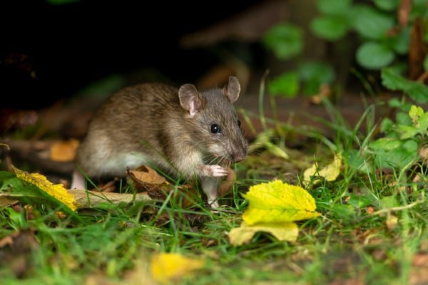 rat in leaves