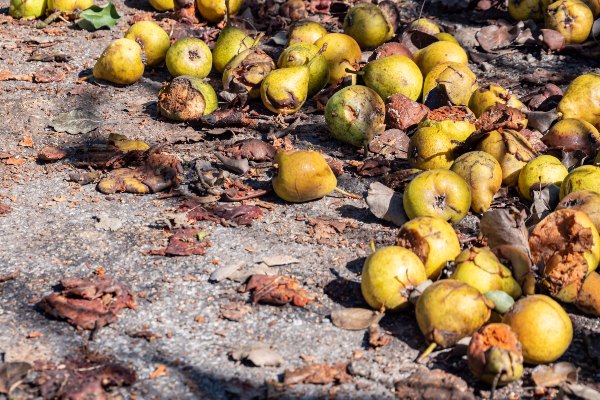 rotten fruit on the ground