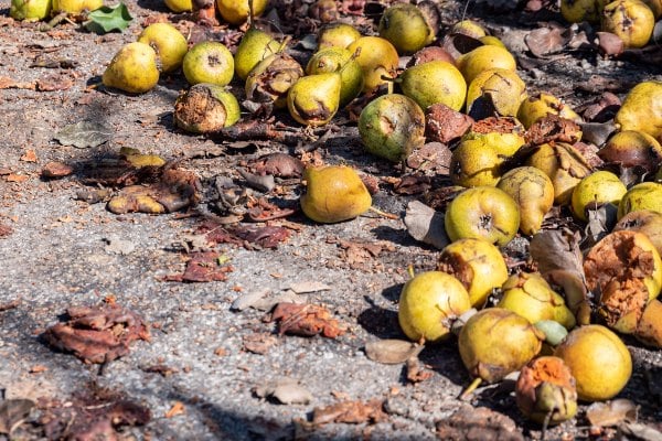 rotten fruit on the ground