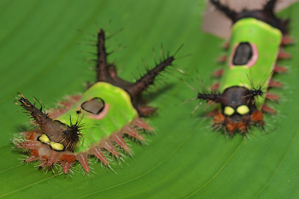 saddleback-caterpillar-butterfly-saddleback-caterpillar-south