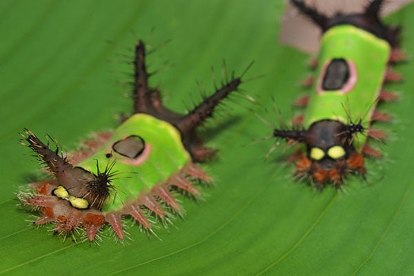 Saddleback Caterpillar Butterfly Saddleback Caterpillar South saddleback-caterpillar-butterfly-saddleback-caterpillar-south