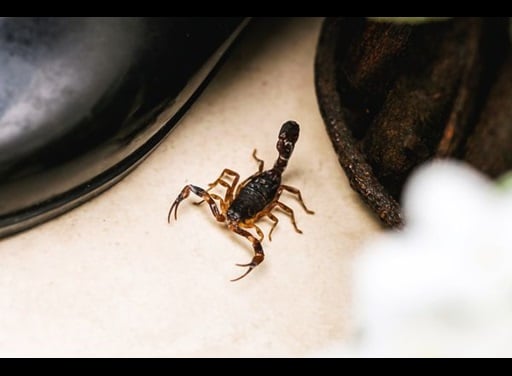 scorpion by shoe