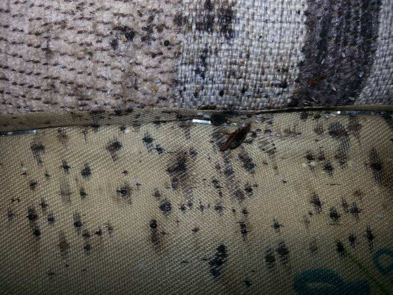 bed bug infestation